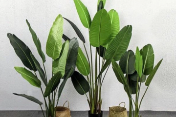 Cây giả decor