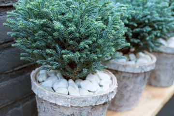Top 20 cây cảnh trang trí văn phòng được ưa chuộng hiện nay