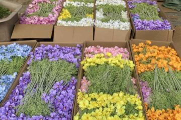Cành cúc bướm thân mốc giả đủ màu