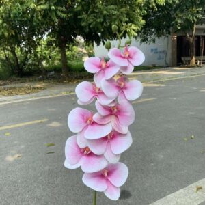 Cành lan hồ điệp 3D