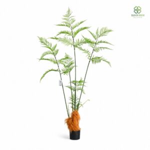 Cây dương xỉ lông cu li trang trí đẹp mắt