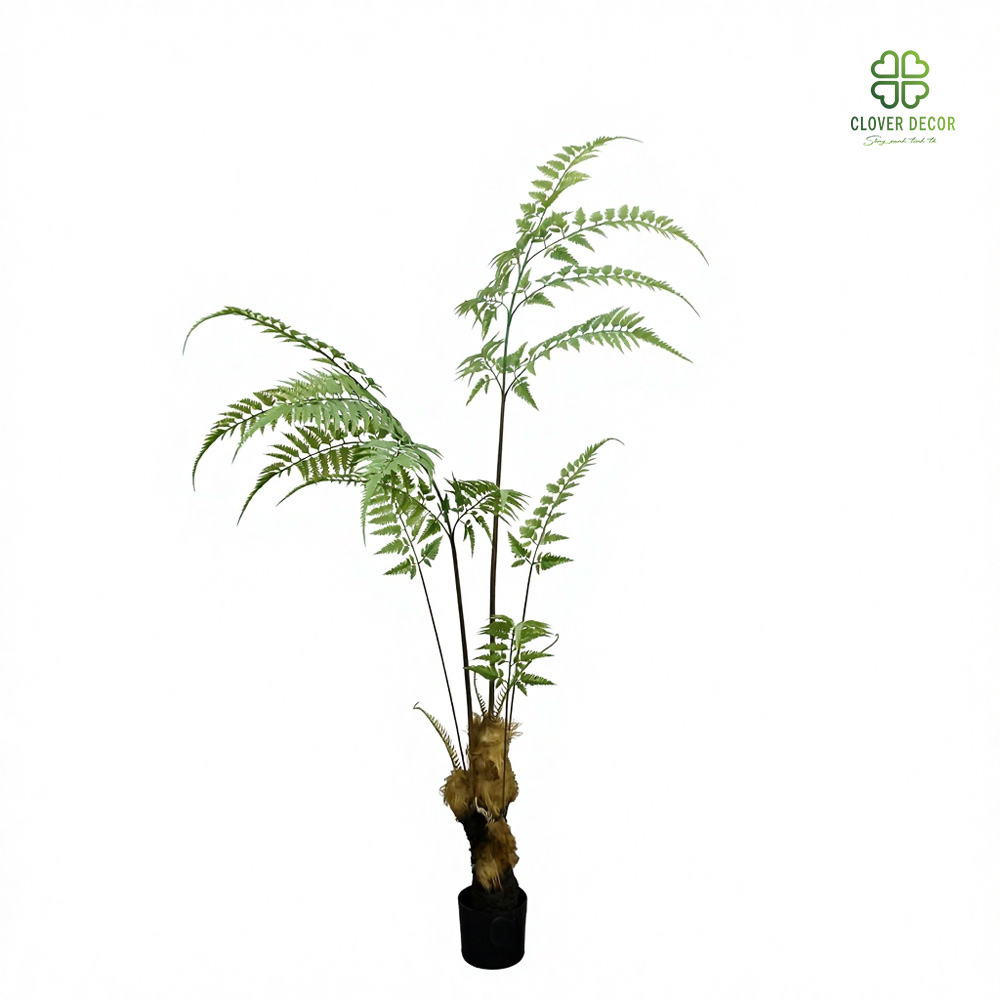 Cây dương xỉ cu ly giả 3 cay duong xi culy gia