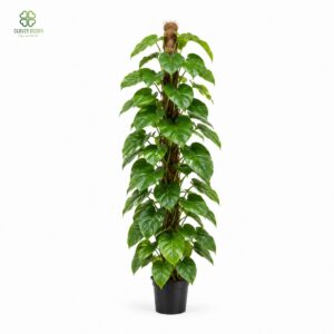 Cây trầu bà leo cột decor đẹp như thật
