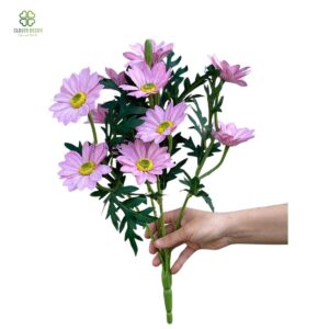 Cụm hoa cúc sao cao su nhiều màu