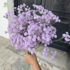 Cụm hoa điểm bi cao su đủ loại màu