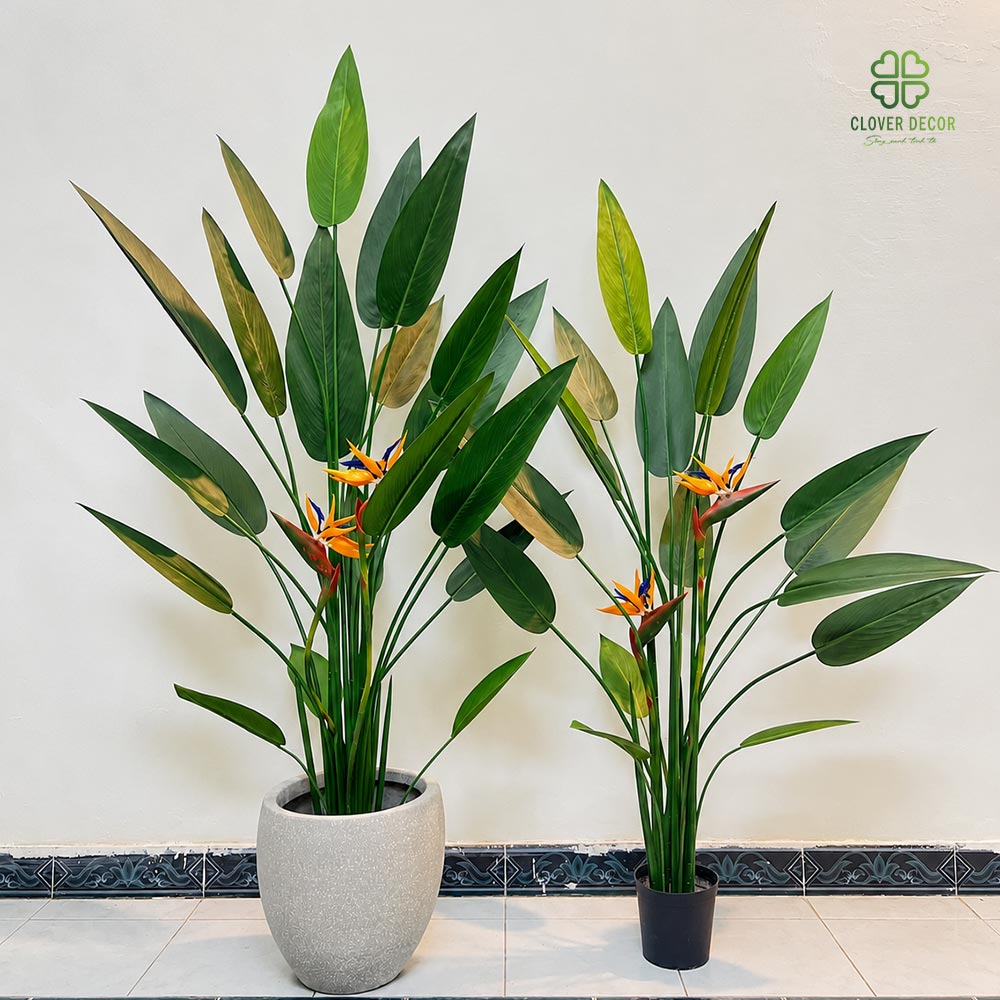 Cây chuối thiên điểu giả