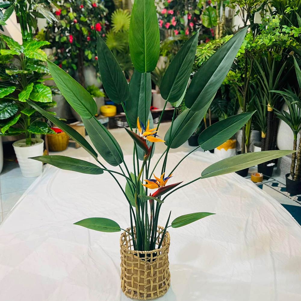 Cây chuối thiên điểu giả