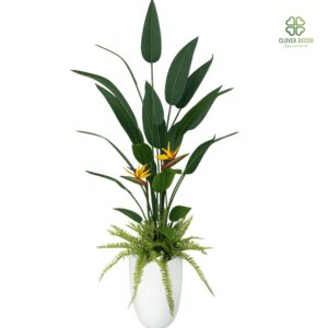 Cây chuối thiên điểu giả