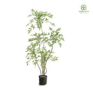 Cây nam thiên trúc giả