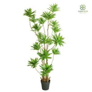 Cây trúc bách hợp giả